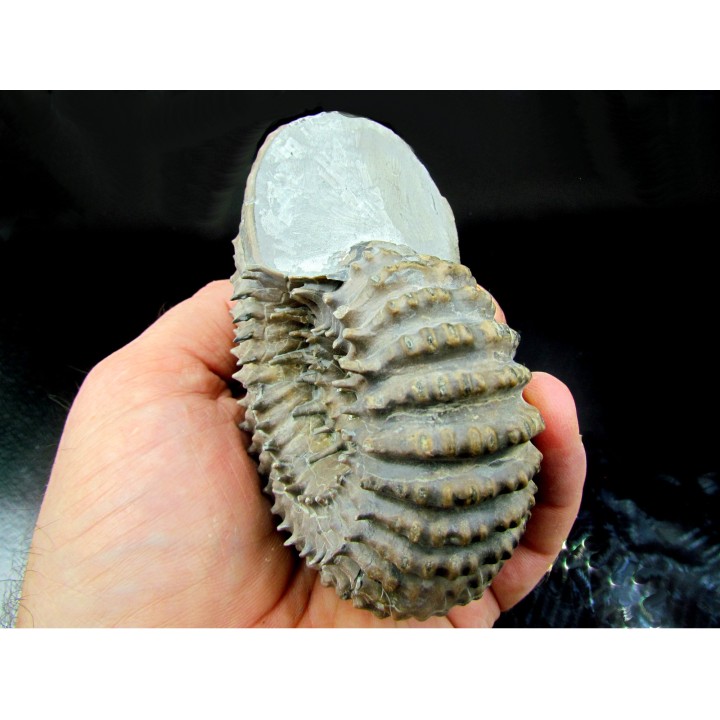 DOUVILLEICERAS MAMMILATUM