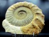 Collotia oxyptychoides // callovian // Montreuil Bellay - FRANCE