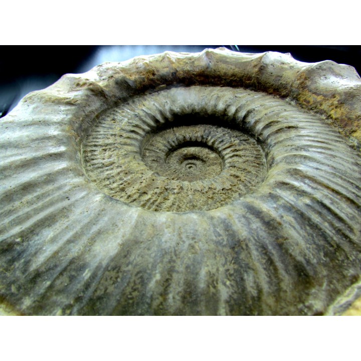Collotia oxyptychoides // callovian // Montreuil Bellay - FRANCE