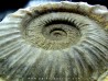 Collotia oxyptychoides // callovian // Montreuil Bellay - FRANCE