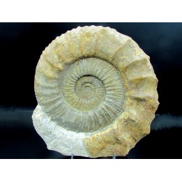 Collotia oxyptychoides // callovian // Montreuil Bellay - FRANCE