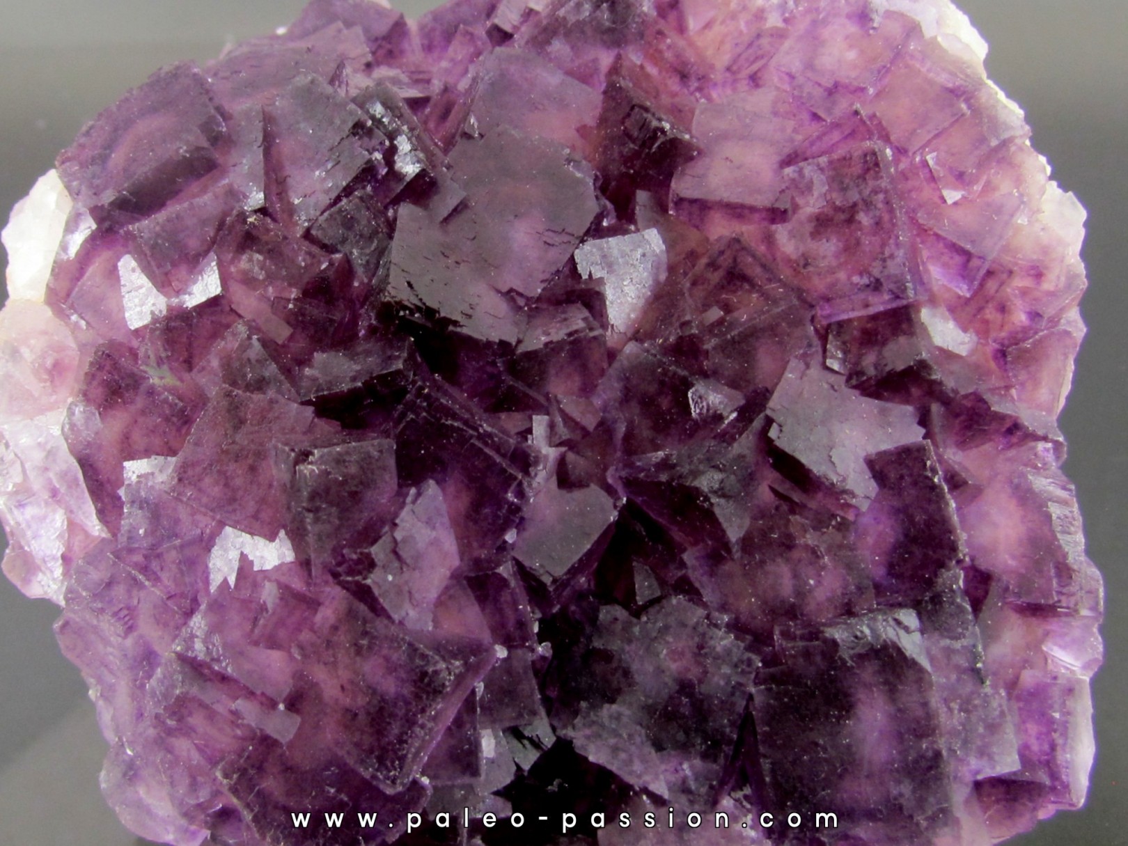 fluorine violette - Fonsante - France