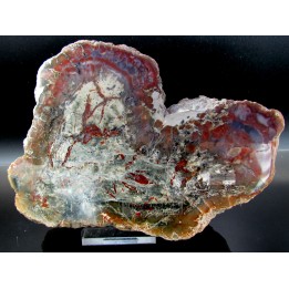 dinosaur coprolithe - jurassic - Morrison Formation