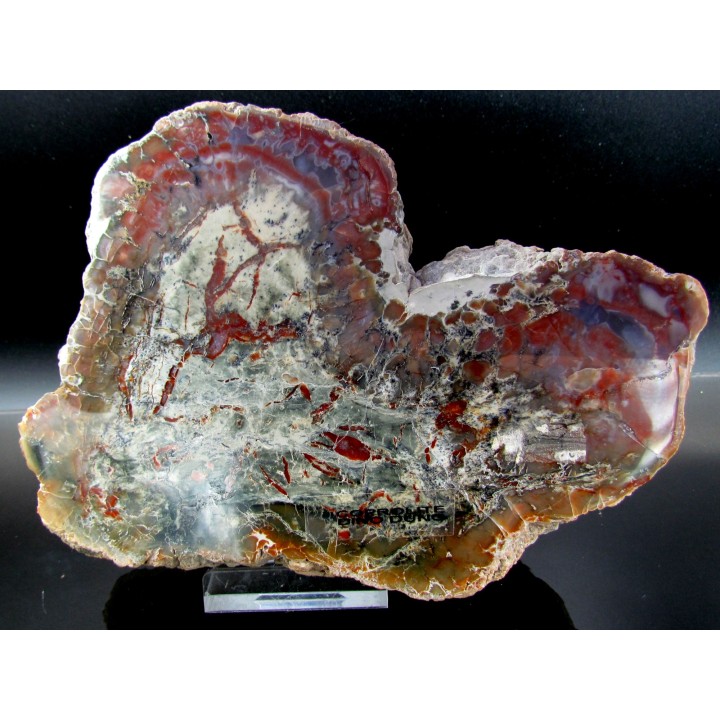 coprolithe de dinosaure - jurassique - Morrison Formation