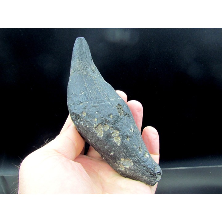 Sperm Whale tooth :Scaldicetus grandis