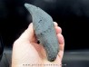 dent de mammifère: SCALDICETUS GRANDIS