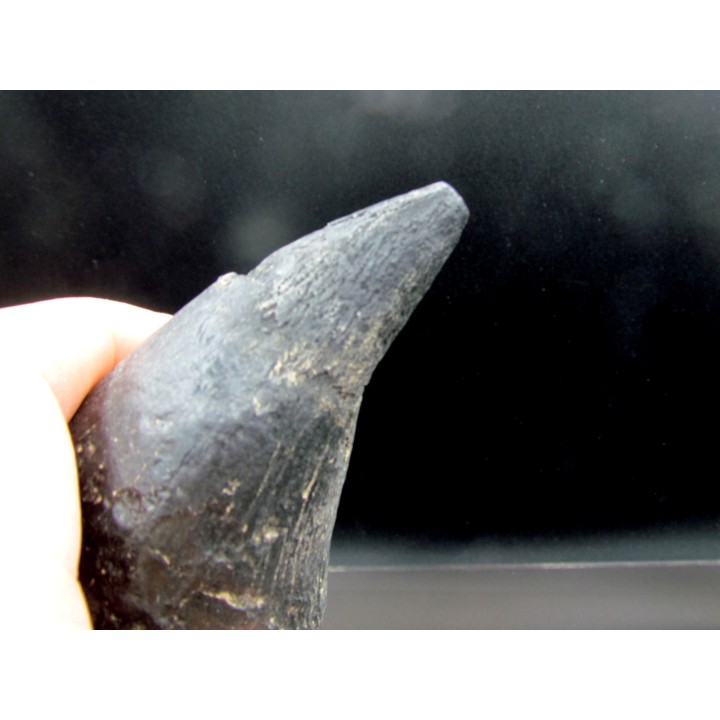 Sperm Whale tooth :Scaldicetus grandis