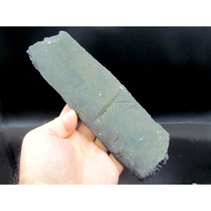 Côte de baleine avec traces de prédations  de megalodon