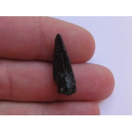 dent de dinosaure ALBERTOSAURUS