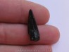 dinosaur tooth ALBERTOSAURUS (1)