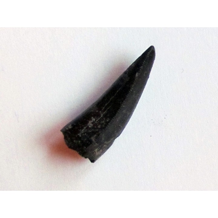 dinosaur tooth ALBERTOSAURUS (1)
