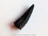 dinosaur tooth ALBERTOSAURUS (1)