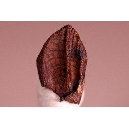dent de TRICERATOPS HORRIDUS