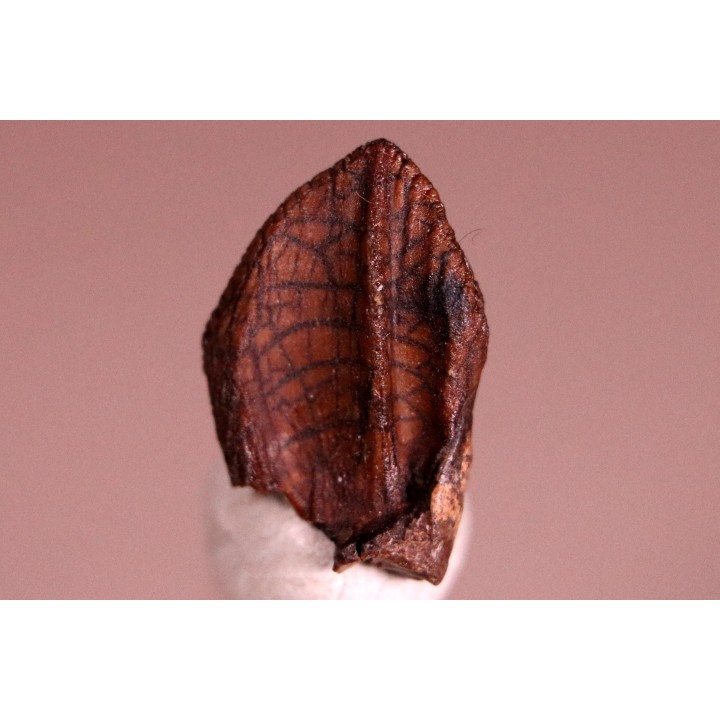 dinosaure tooth: TRICERATOPS HORRIDUS