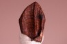 dent de TRICERATOPS HORRIDUS