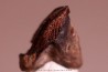 dinosaure tooth: TRICERATOPS HORRIDUS