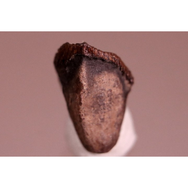 dinosaure tooth: TRICERATOPS HORRIDUS
