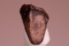dinosaure tooth: TRICERATOPS HORRIDUS