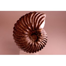HOPLITES dentatus et trochocyathus