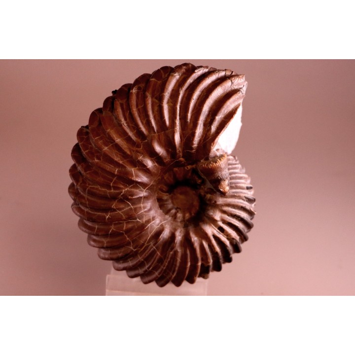 HOPLITES dentatus et trochocyathus