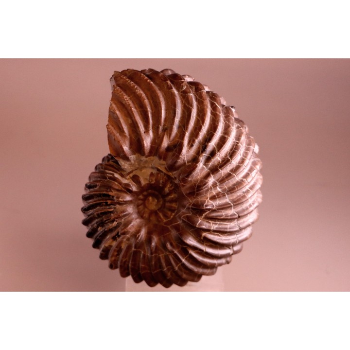 HOPLITES dentatus et trochocyathus
