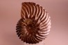 HOPLITES dentatus et trochocyathus