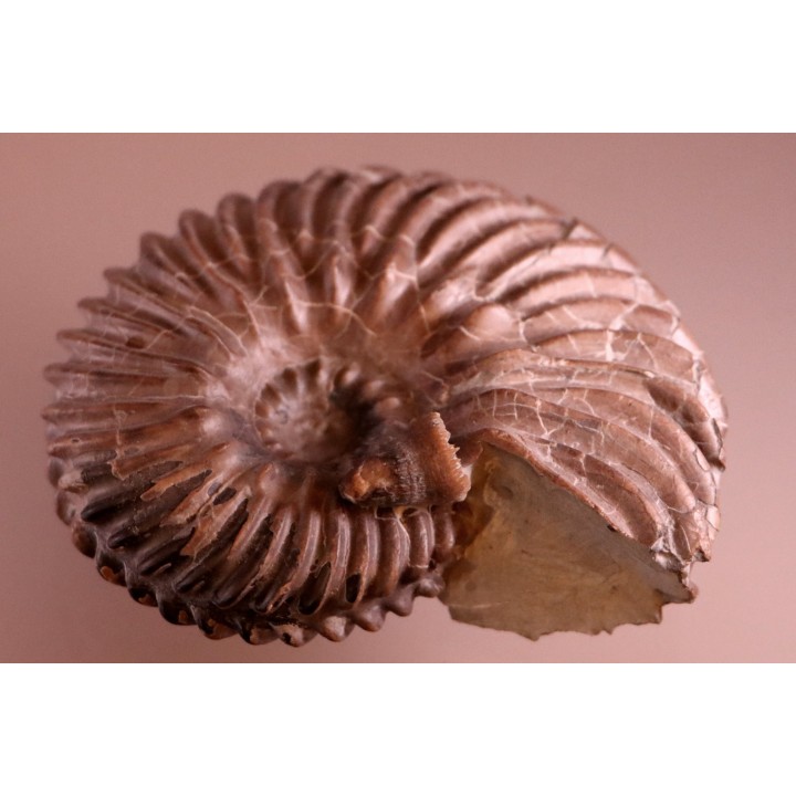 HOPLITES dentatus et trochocyathus