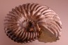 HOPLITES dentatus et trochocyathus
