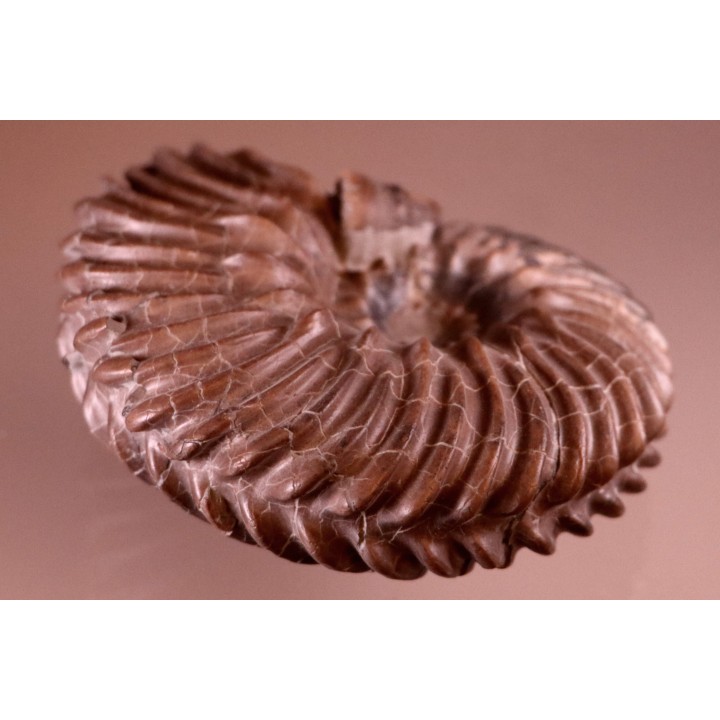 HOPLITES dentatus et trochocyathus