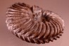HOPLITES dentatus et trochocyathus