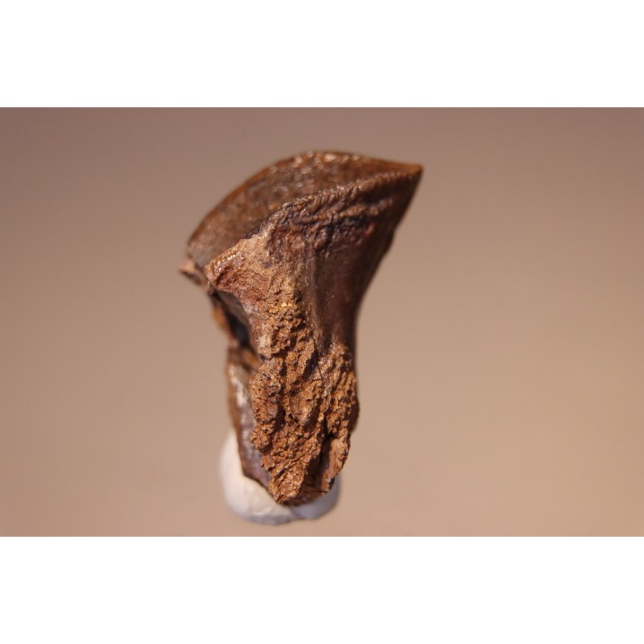 dent de TRICERATOPS HORRIDUS