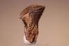 dent de TRICERATOPS HORRIDUS