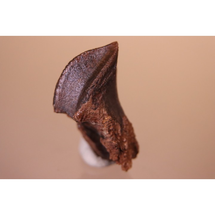 dinosaure tooth: TRICERATOPS HORRIDUS