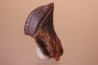 dinosaure tooth: TRICERATOPS HORRIDUS