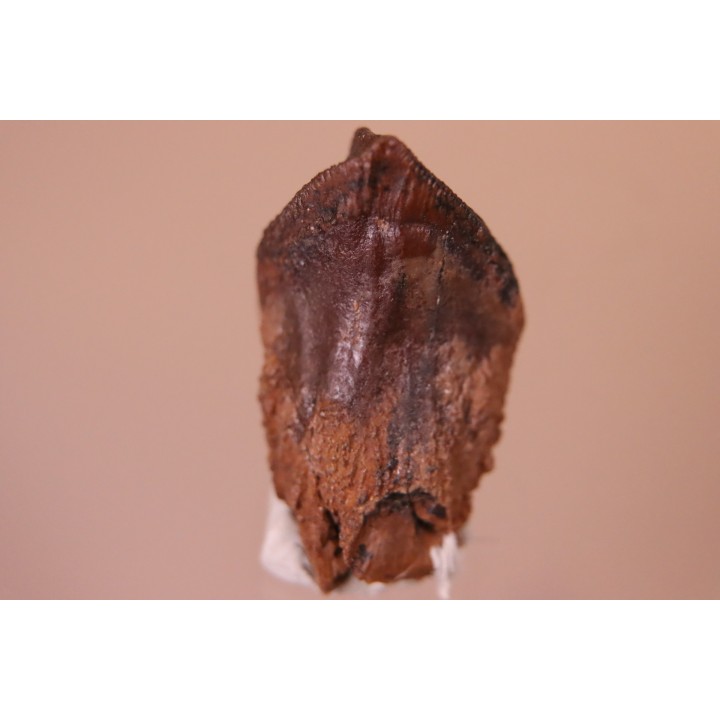 dinosaure tooth: TRICERATOPS HORRIDUS