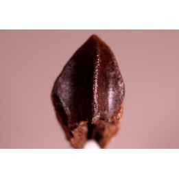 dinosaure tooth: TRICERATOPS HORRIDUS