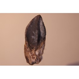 dinosaure tooth: TRICERATOPS HORRIDUS