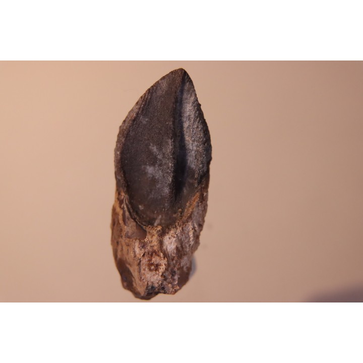 dinosaure tooth: TRICERATOPS HORRIDUS