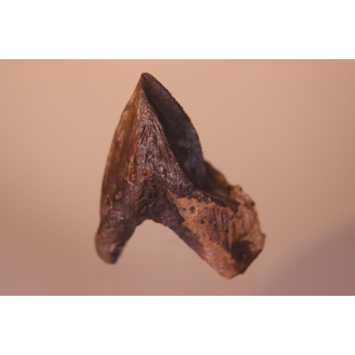 dinosaure tooth: TRICERATOPS HORRIDUS