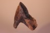 dent de TRICERATOPS HORRIDUS