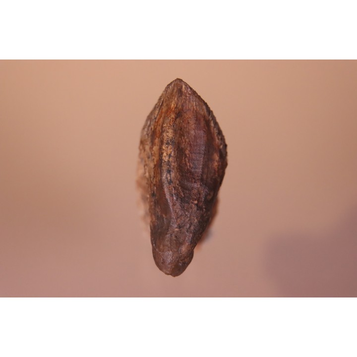 dinosaure tooth: TRICERATOPS HORRIDUS