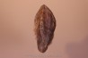 dinosaure tooth: TRICERATOPS HORRIDUS