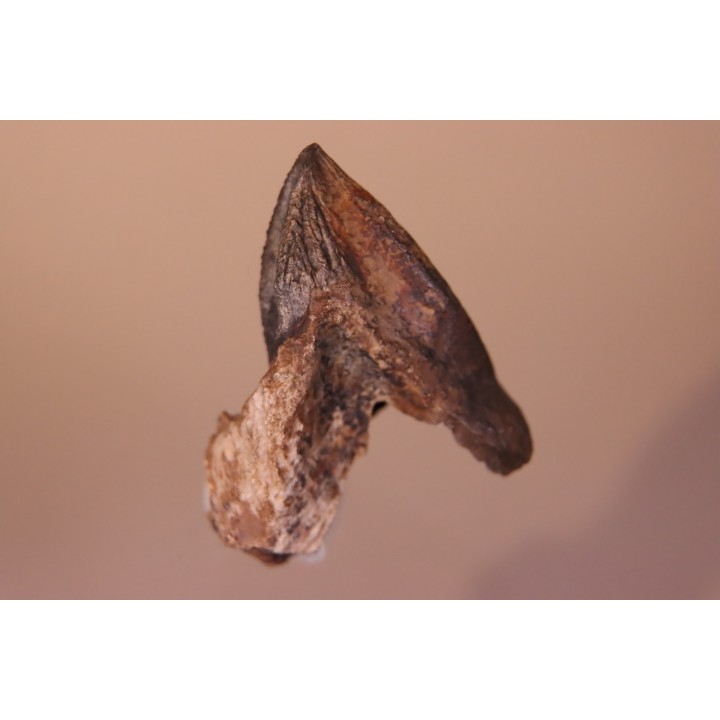 dinosaure tooth: TRICERATOPS HORRIDUS