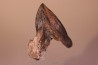 dent de TRICERATOPS HORRIDUS