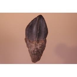 dinosaure tooth: TRICERATOPS HORRIDUS