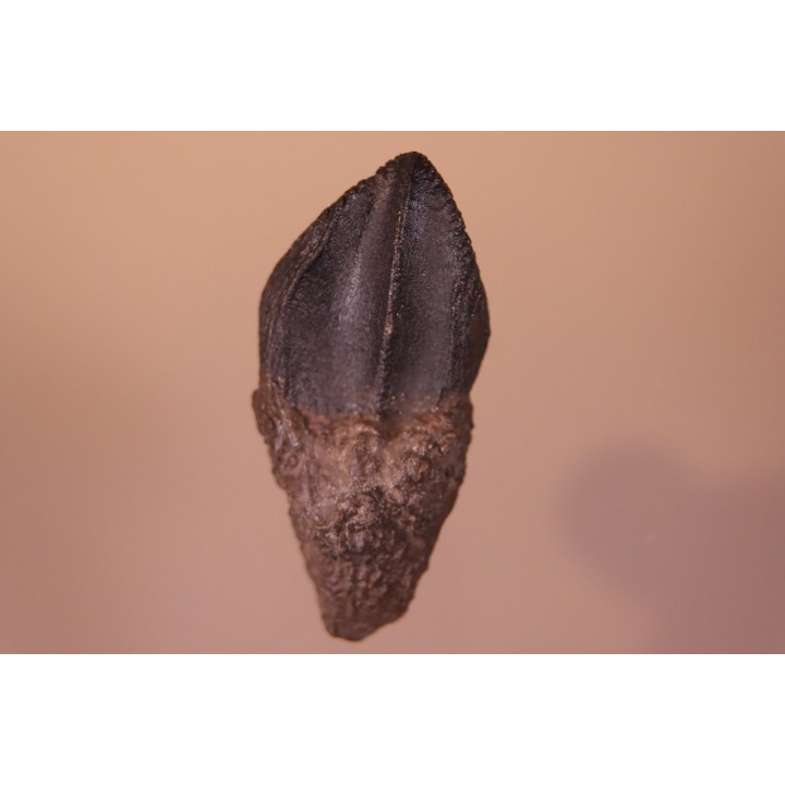 dinosaure tooth: TRICERATOPS HORRIDUS