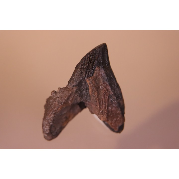 dinosaure tooth: TRICERATOPS HORRIDUS