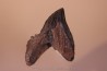dinosaure tooth: TRICERATOPS HORRIDUS