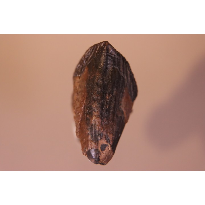 dent de TRICERATOPS HORRIDUS