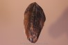 dent de TRICERATOPS HORRIDUS